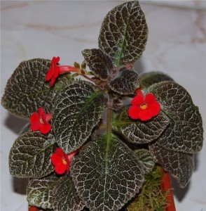 Эписция тигер страйп. Общий вид.