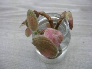 Детки эписции.