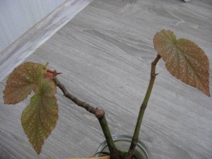 Бегония Коралловая.