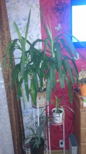 Отдам пальму. ОТДАНО - DSC_0001.JPG