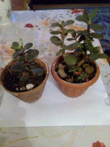 Отдам комнатные цветы - IMG_20181110_155241.jpg