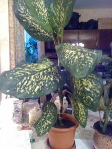 Отдам комнатные цветы - IMG_20181110_155908.jpg