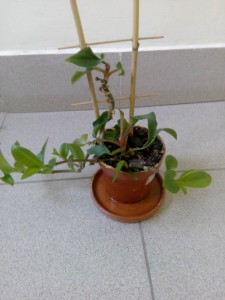 Отдам комнатные цветы - IMG_20181115_104513.jpg