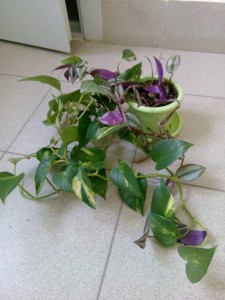 Отдам комнатные цветы - IMG_20181115_105025.jpg