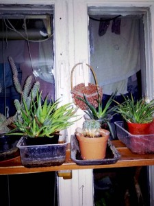 Отдам цветы - IMG_20181214_072237.jpg