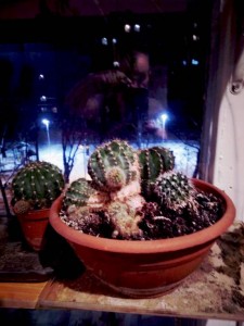 Отдам цветы - IMG_20181214_072320.jpg