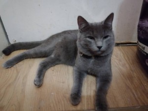 Коты и кошки - IMG_20190105_111110.jpg