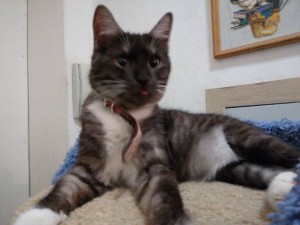 Коты и кошки - IMG_20190104_183648_BURST001_COVER.jpg