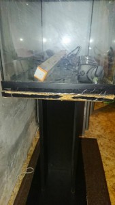 Аквариум - DSC_0509.JPG