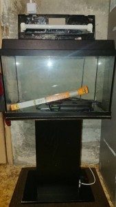 Аквариум - DSC_0507.JPG