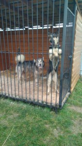 Щенки - IMG-20181109-WA0004.jpeg