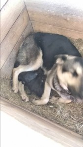 Щенки - IMG-e9b7e47aee27bb4f339ea186e1902216-V.jpg