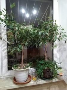 Отдам фикус Бенджамина, 2шт - IMG_20190115_204816.jpg