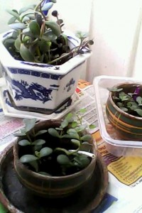 Возьму с удовольствием. - 1525003728224.jpg