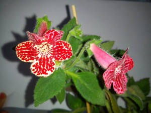 ОТДАНО. Отростки колерии - ChypmALVIAAXv1O.jpg