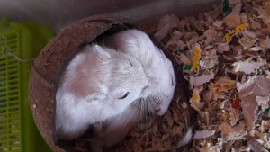 Отдам песчанок - 1550303498178956575692.jpg