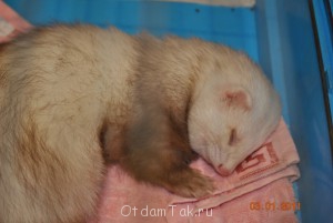 Отдам хорька 4-х лет любящим этих животных людям - x_ff3ed266.jpg