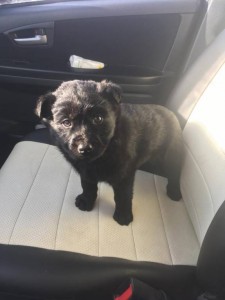 Отдам щенка в добрые руки - 18FCCEC6-1893-4502-B25E-5B8D692FC202.jpeg