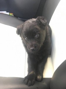 Отдам щенка в добрые руки - 0250EDB5-B648-42B0-BA61-BC81FA014659.jpeg