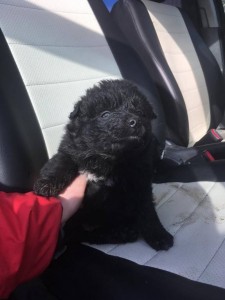 Отдам щенка в добрые руки - 5A6920F3-E4D3-4394-810E-6A48A62E950D.jpeg