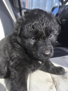 Отдам щенка в добрые руки - F6591DA7-22E5-4237-A019-E4854F62ABC9.jpeg