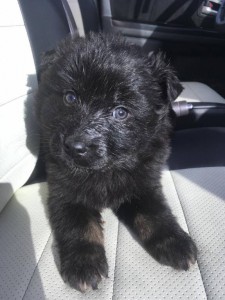 Отдам щенка в добрые руки - A6B6A859-1BDE-475E-ABBB-95AE9B81BC1A.jpeg