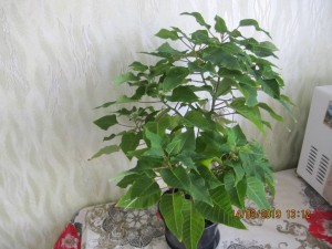 Отдам Пуансеттию. Отдала - 2019-02-14 10-12-16.JPG