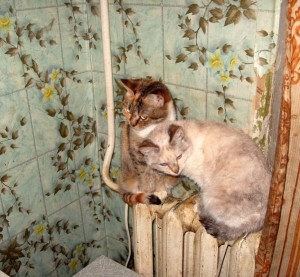 Кошечки в добрые руки  - S1057037.JPG