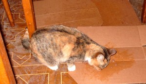 Кошечки в добрые руки  - S1057024.JPG