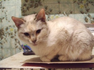 Кошечки в добрые руки  - S1057041.JPG