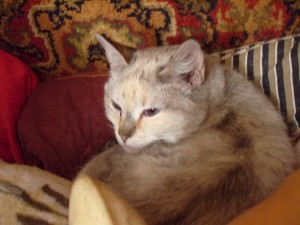 Кошечки в добрые руки  - S1057045.JPG