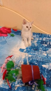 Котёнок в заботливые руки - IMG_20190125_190839.jpg