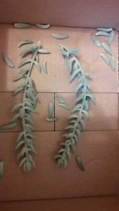 ОТДАНО. Суккулент очиток седум Моргана. - 20190221_102530.jpg