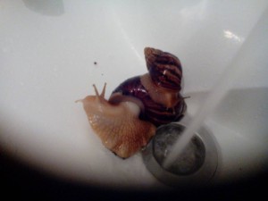 Отдам ахатин - IMG_20190212_093846.jpg