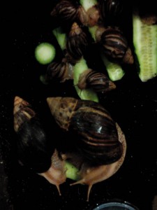 Отдам ахатин - IMG_20190131_082902.jpg