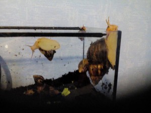 Отдам ахатин - IMG_20190212_093336.jpg