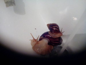 Отдам ахатин - IMG_20190212_093917.jpg