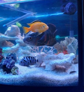 Отдам рыб Цихлиды,5 шт - DSC1256.jpeg