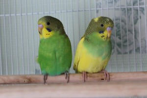Отдам в дар пару попугайчиков - p8.jpg