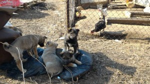 Щенки ищут дом - 57390032_387365415445578_4190593582047952896_n.jpg