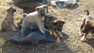 Щенки ищут дом - 57534045_610687079419696_7297535158326919168_n.jpg