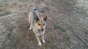 Щенки ищут дом - 57536271_2135655819863589_1319042172372123648_n.jpg