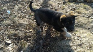 Щенки ищут дом - 57602644_2307775236178153_2462589593027870720_n.jpg