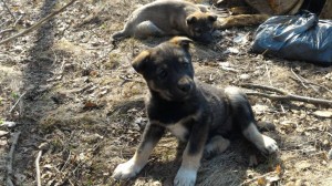 Щенки ищут дом - 58384234_2393984664221612_4693537190167183360_n.jpg