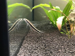 Отдам двух сиамских водорослеедов он же бородоед или кроссохейлус сиамский  - PHOTO-2019-04-28-23-23-37.jpg