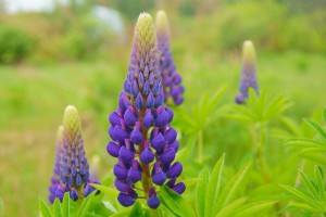 Люпин 2 летняя рассада - Люпит2.jpg