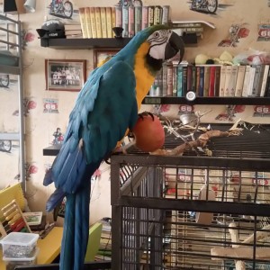 Приму в дар большого попугая - IMG_20190515_104824_483.jpg