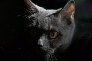 Кошка Муся ищет новый дом - 52C2E0B4-D199-4F61-B998-B059FB1FDFEF.jpeg