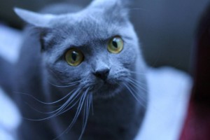 Кошка Муся ищет новый дом - 6F9EB483-5901-40AE-B6A5-56780C95140E.jpeg