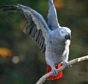 Приму в дар Жако или Кареллу 8 916 6977774 - 13d772e81a429bad25446444deeaecaa.jpg